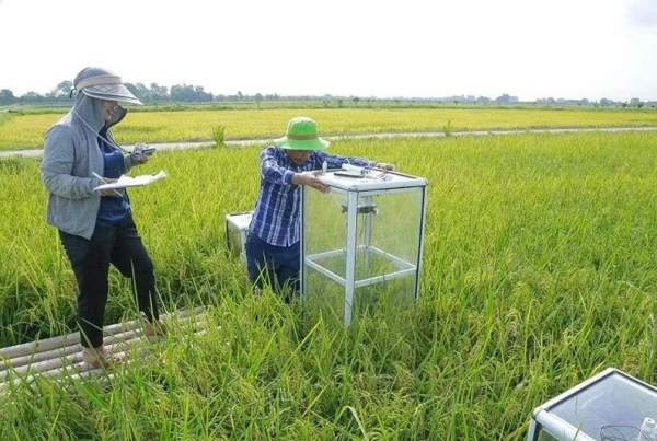 Kỳ vọng trên những cánh đồng thu tín chỉ carbon