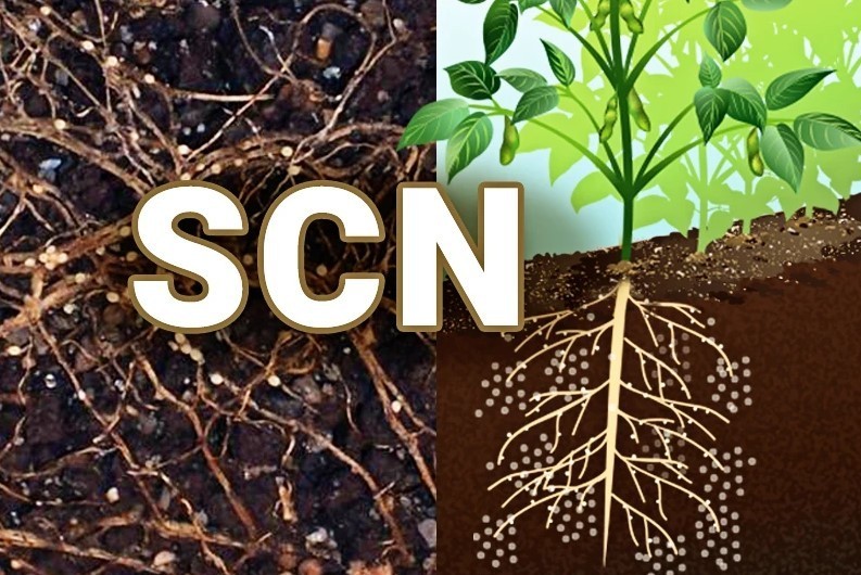 Giải pháp mới mở ra khả năng kiểm soát tuyến trùng nang đậu tương tại Hoa Kỳ