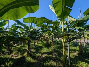 Đài Loan đạt bước tiến mới trong chọn tạo giống chuối kháng bệnh Panama TR4