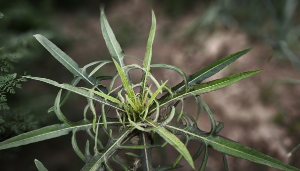 Bồ công anh: Giá trị kép trong vườn nhà