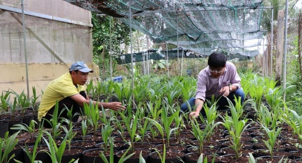 Vĩnh Long xây hộ chiếu xanh cho trái dừa xuất khẩu