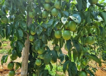 Lâm Đồng: Nhiều tồn tại trong quản lý, sử dụng đất tại Công ty TNHH Sun Fong