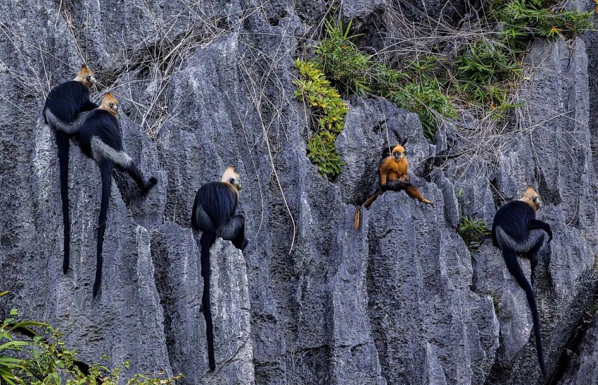 “Tắm rừng” ở Vườn quốc gia Cát Bà: Thúc đẩy mô hình du lịch sinh thái bền vững