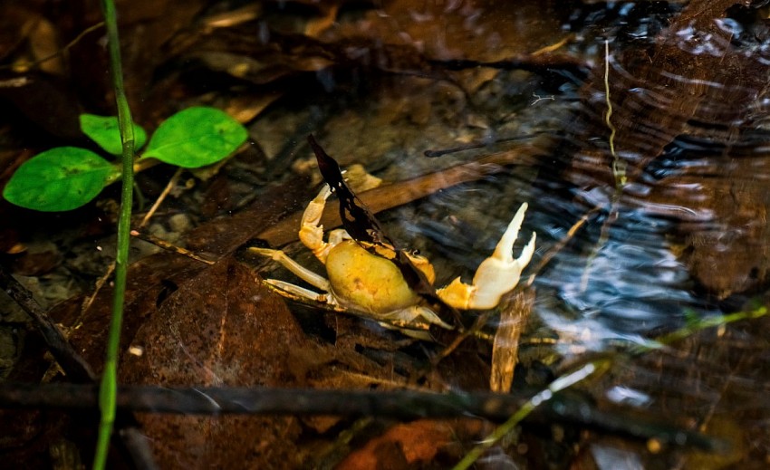 “Tắm rừng” ở Vườn quốc gia Cát Bà: Thúc đẩy mô hình du lịch sinh thái bền vững