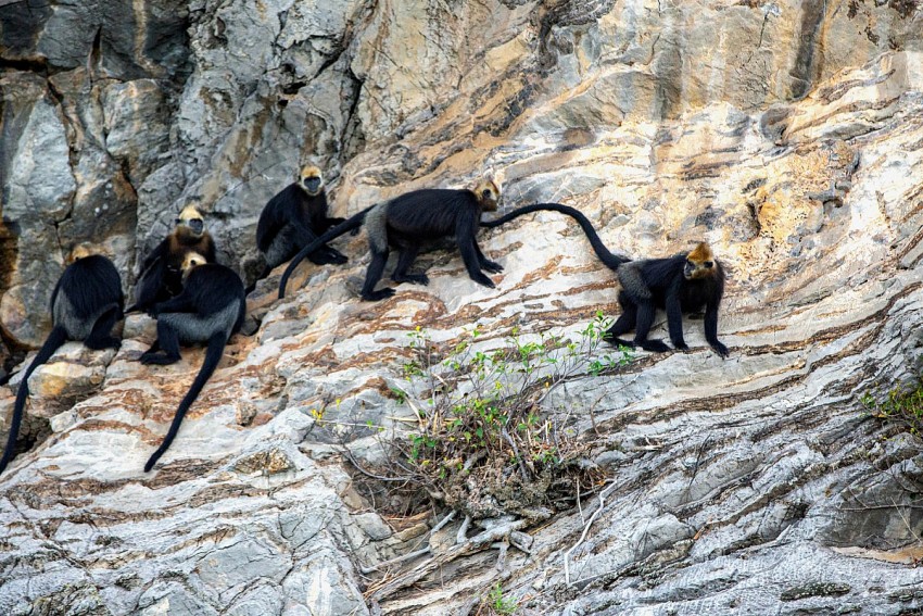 “Tắm rừng” ở Vườn quốc gia Cát Bà: Thúc đẩy mô hình du lịch sinh thái bền vững