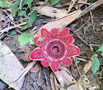 phat hien loai dia nhan himalaya o vuon quoc gia phong nha ke bang