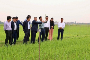 Ninh Bình: Kiểm tra tình hình sản xuất lúa vụ xuân tại xã Khánh Trung