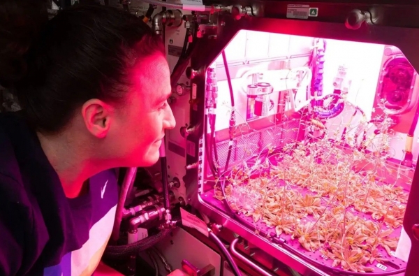 Trồng đậu gà thành công trên đất Mặt trăng mô phỏng