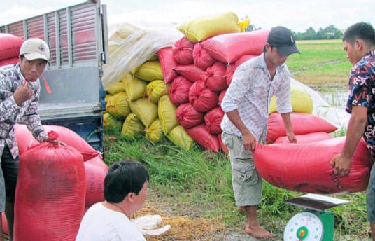 Tăng cường thu mua lúa gạo trong mùa vụ tránh “được mùa mất giá” cho nông dân