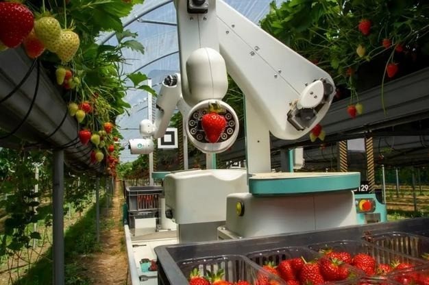Robot hái dâu tây Dogtooth sẵn sàng ứng dụng trong sản xuất