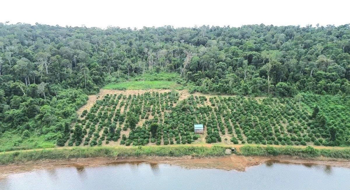 Lâm Đồng chủ động thích ứng quy định chống mất rừng của EU trong ngành cà phê