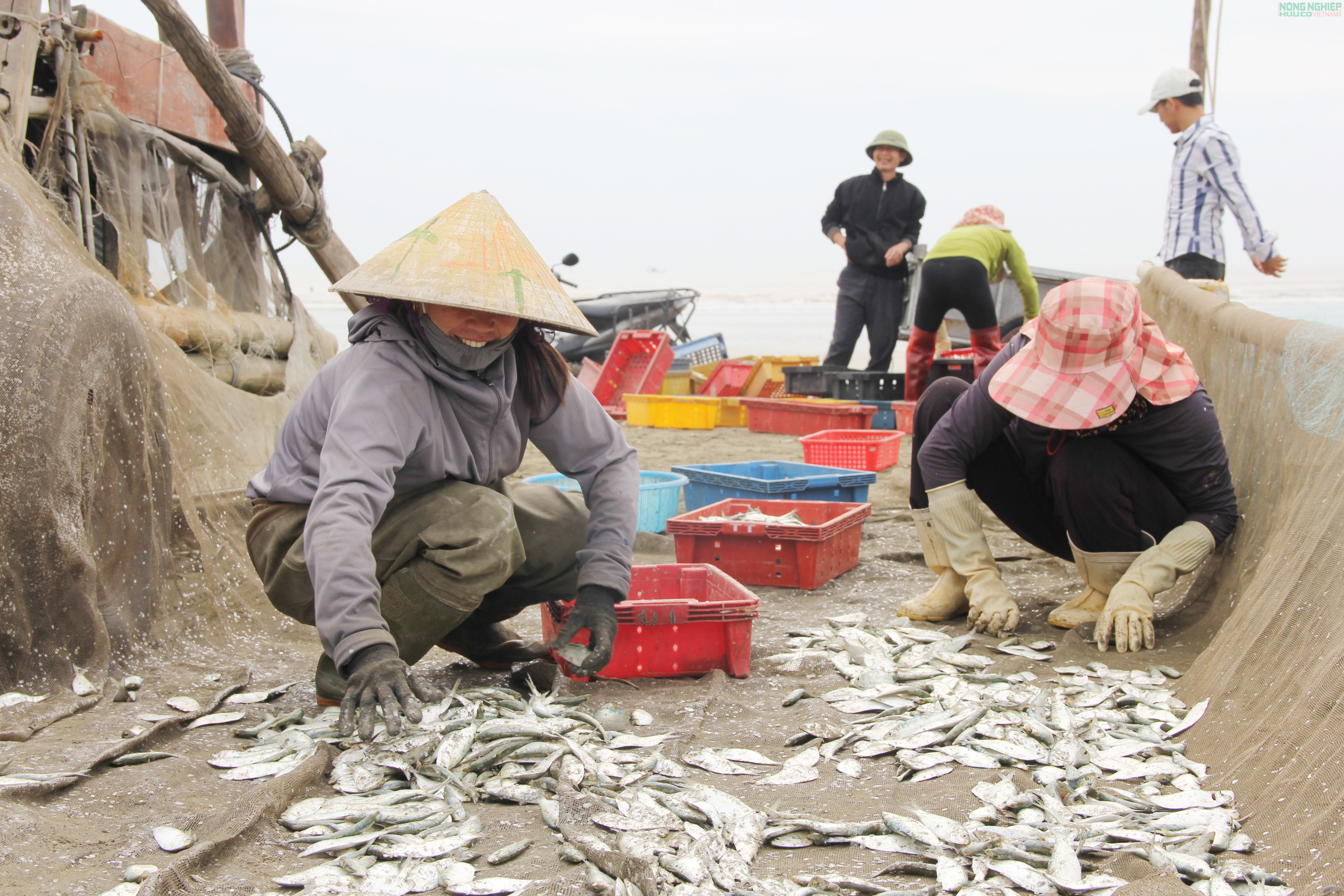 Mỏi tay gỡ cá trích, ngư dân Nghệ An kiếm tiền triệu sau mỗi chuyến biển