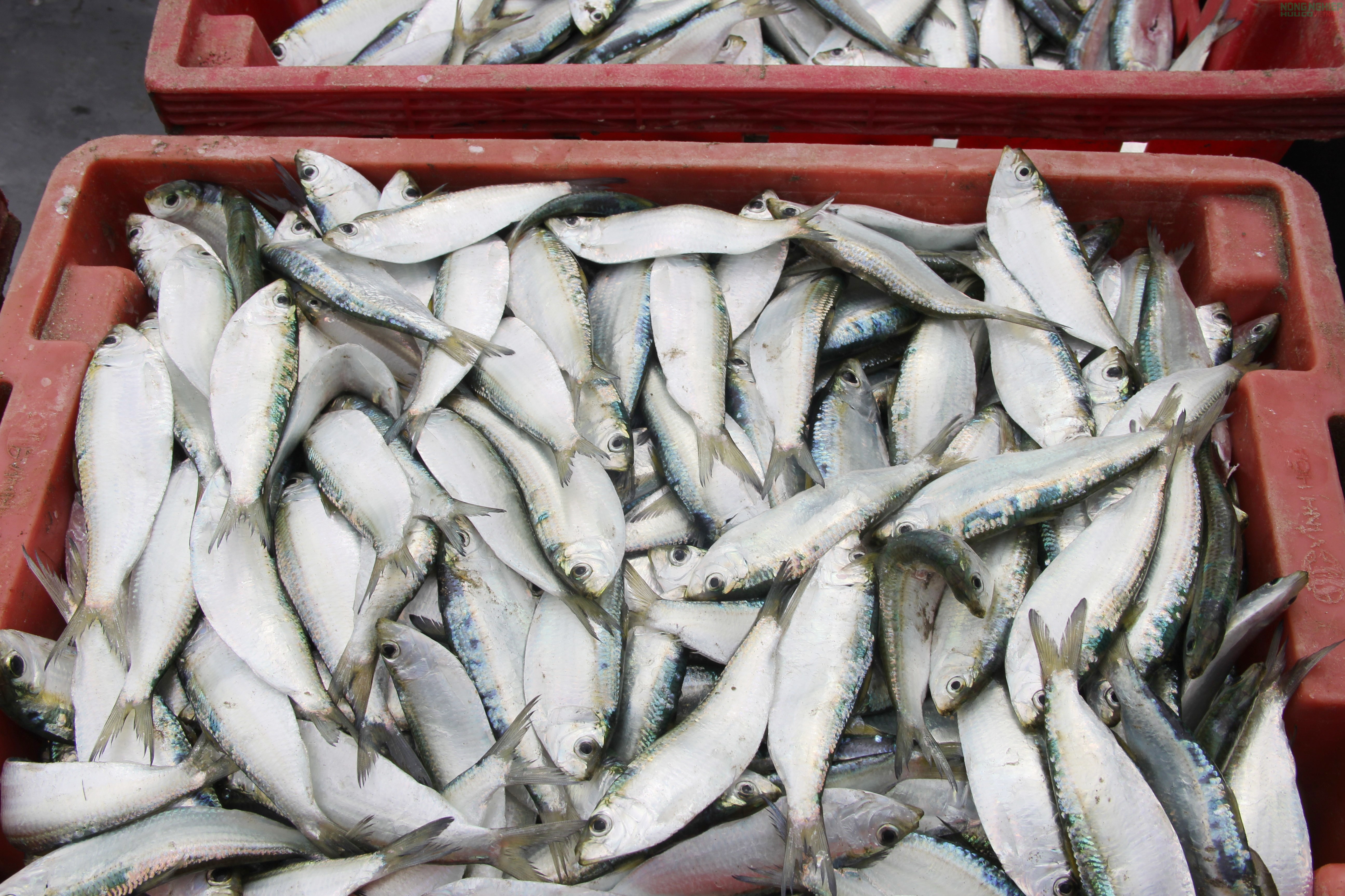 Mỏi tay gỡ cá trích, ngư dân Nghệ An kiếm tiền triệu sau mỗi chuyến biển