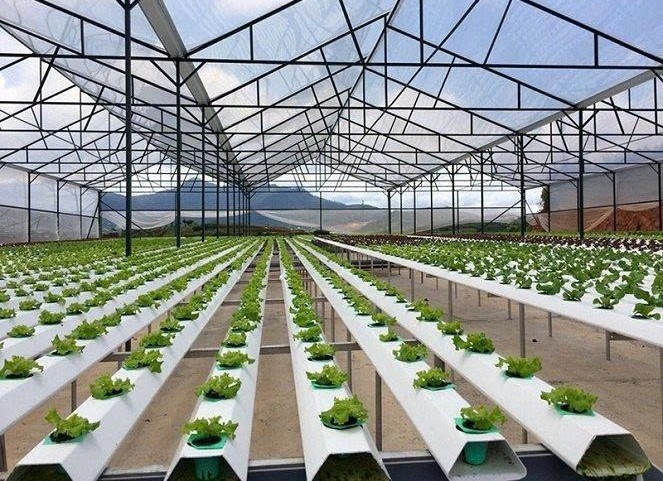 Lâm Đồng: Nông nghiệp công nghệ cao tạo bứt phá trong tháng 3/2026