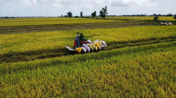 Tăng giải pháp, không để lúa nằm đồng khi giá giảm