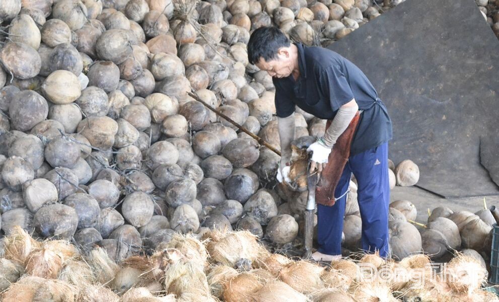 Từ vỏ dừa khô đến giá trị kinh tế