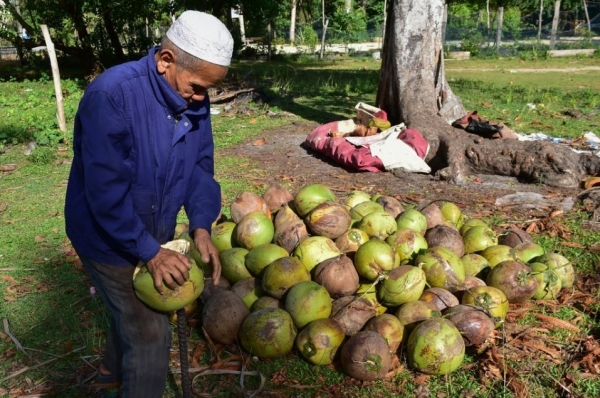 Doanh nghiệp núp bóng thao túng chuỗi giá trị dừa, nông dân Thái Lan chịu thiệt nặng