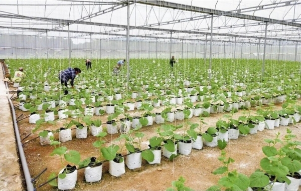 Sản xuất nông nghiệp công nghệ cao mở hướng làm giàu cho nông dân