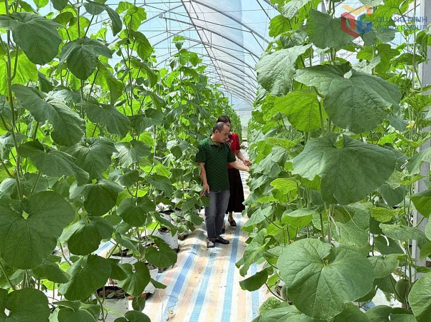 Nông nghiệp hữu cơ mở hướng phát triển bền vững và nâng tầm giá trị nông sản