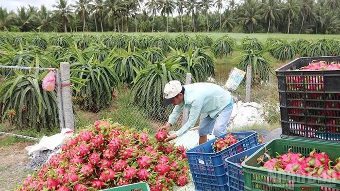 Vĩnh Long trồng thanh long VietGAP xuất khẩu