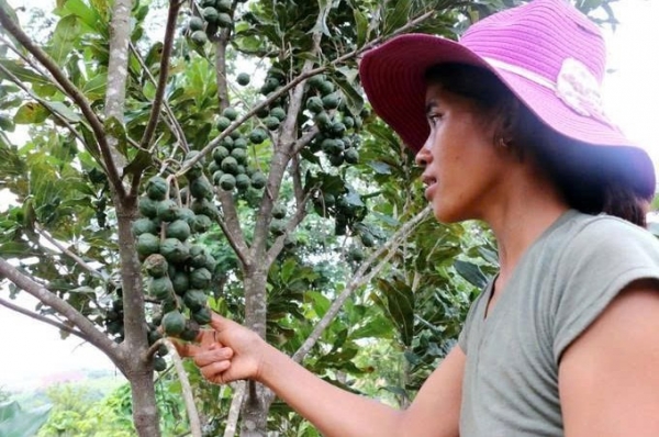 Phát triển cây trồng chủ lực - Đòn bẩy nâng cao đời sống người dân xã Quảng Trực