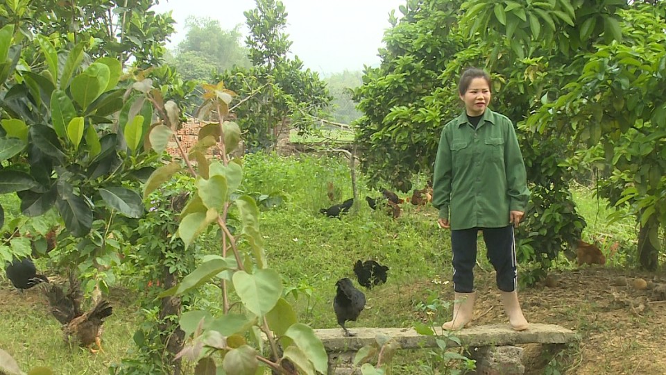 Để đàn gia cầm khoẻ mạnh trong giai đoạn giao mùa