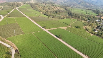 Lào Cai: Tháo gỡ khó khăn trong sản xuất, tiêu thụ chè