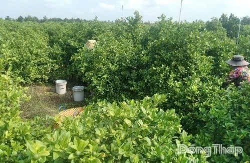 Đồng Tháp: Giá chanh, sả tăng cao