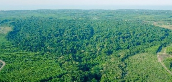 Quảng Trị: Tiến hành trồng rừng thay thế năm 2026 với tổng kinh phí hơn 37,647 tỷ đồng