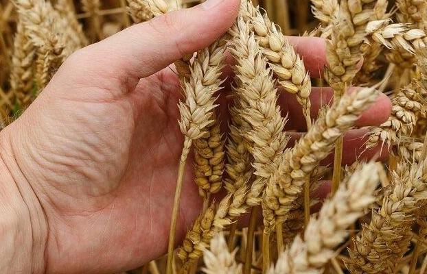 Lúa mì (tiểu mạch) - Nền tảng của văn minh nông nghiệp nhân loại