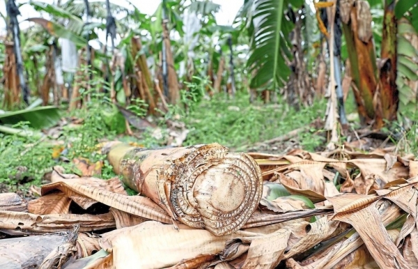 Nghiên cứu xây dựng công thức ủ thân chuối thải loại sau thu hoạch thành phân bón hữu cơ chất lượng cao