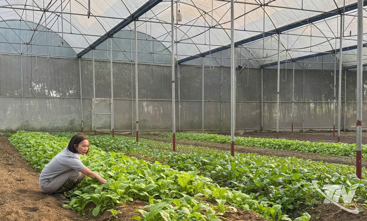 Trồng rau xanh trong nhà kinh giúp các hộ dân ở Thái Nguyên đạt tiêu chuẩn hữu cơ dễ dàng hơn.