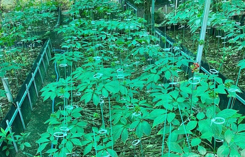 Hành trình “Quốc bảo Sâm Việt Nam”: Đặt nền móng cho chuỗi giá trị bền vững