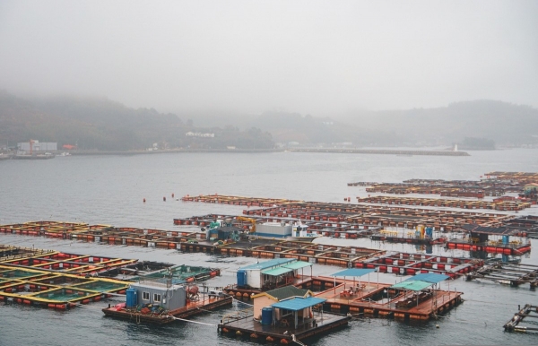 Hải sản Quảng Ninh trong chuỗi cung ứng thực phẩm sạch