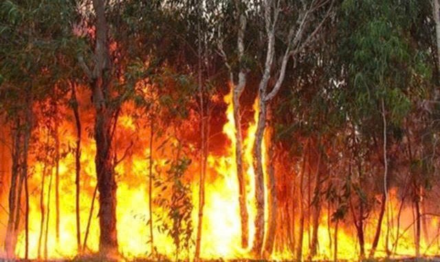 Lâm Đồng: Triển khai quyết liệt các biện pháp phòng cháy, chữa cháy