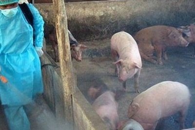 Quảng Trị: Triển khai các giải pháp phòng, chống Dịch tả lợn châu Phi