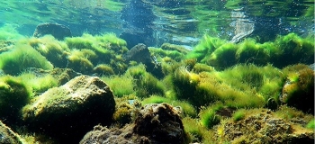 Bất ngờ vai trò của tảo Pelagophyceae trong điều hòa khí hậu toàn cầu