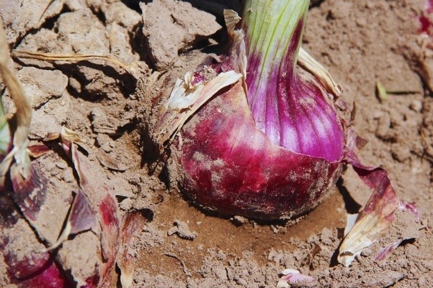 Khi khoa học “ươm mầm” thành công: Câu chuyện về hành đỏ Tinta INTA