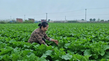 Công nghệ số định hình tương lai nông nghiệp an toàn tại Hà Nội