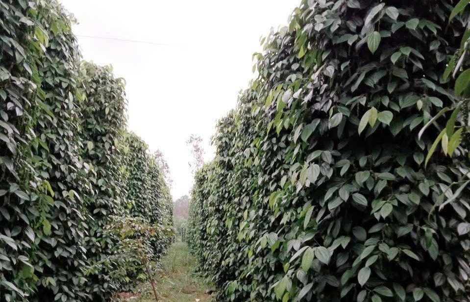 TP Đà Nẵng: Hành trình làm giàu trên đất khó của nông dân Quế Sơn