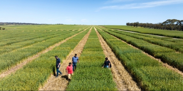 Australia khẩn cấp nhập phân bón từ Indonesia để bảo vệ vụ mùa đông