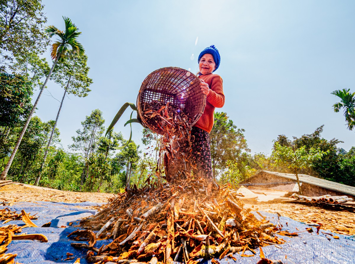 Quế Trà Leng: Từ sản vật đại ngàn đến không gian xúc tiến thương mại