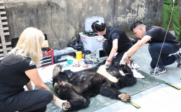 Nghệ An: Người dân tự nguyện chuyển giao 2 cá thể Gấu ngựa quý hiếm