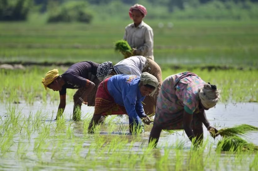 Fitch Ratings: Châu Á đối mặt nguy cơ khủng hoảng an ninh lương thực