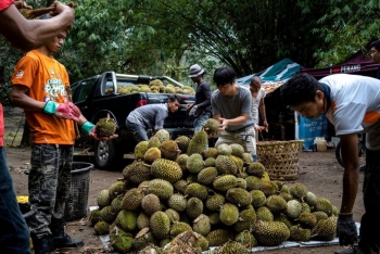 Sầu riêng Malaysia lao đao vì thu hoạch sớm và chi phí logistics tăng vọt