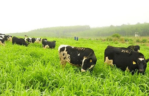 Phát triển chăn nuôi hữu cơ gắn với xây dựng thương hiệu sản phẩm: Hướng đi từ thực tiễn