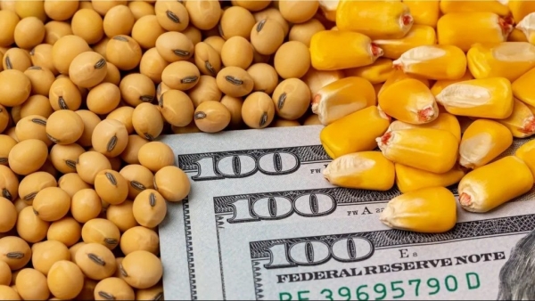 Hàng tỷ USD hỗ trợ nông nghiệp đã được giải ngân nhưng nông dân Hoa Kỳ vẫn đối mặt thua lỗ