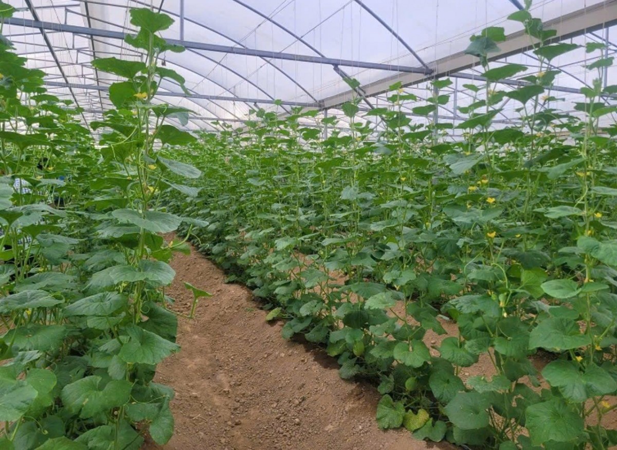 Đồng Nai đẩy mạnh nông nghiệp hữu cơ, hướng tới gần 19.400 ha sản xuất bền vững