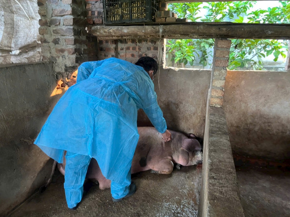 Hà Nội: Chủ động tiêm phòng vắc xin cho đàn gia súc, gia cầm