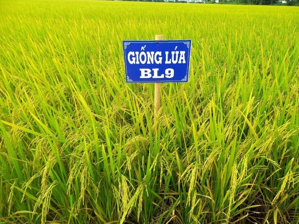 tu ruong man ca mau vuon len gao ngon nhat mien tay